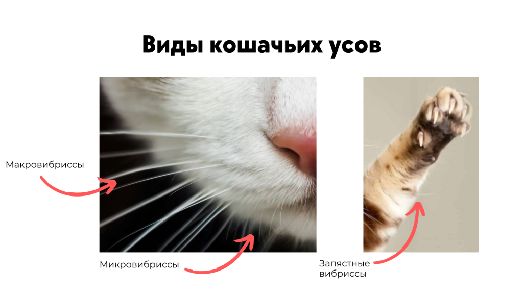 Почему у кота опущены усы. Кошачьи вибриссы. усы вибриссы. усы кошачьи. вибриссы у кошек.