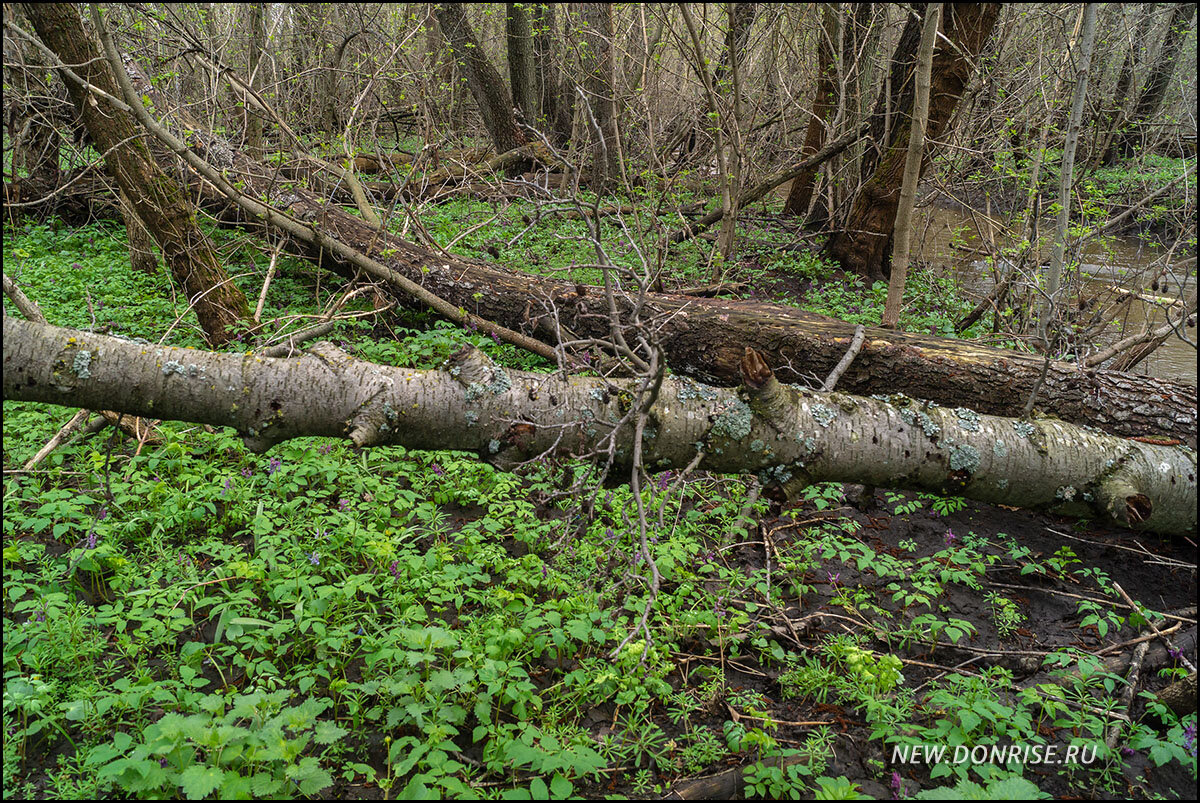 Пойменный лес