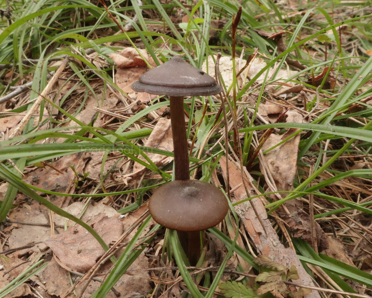 Хотя вот эта каёмочка на шляпке крупного гриба может говорить нам, что он прошел через заморозки... и остался жив! (фото И.Лебединского)