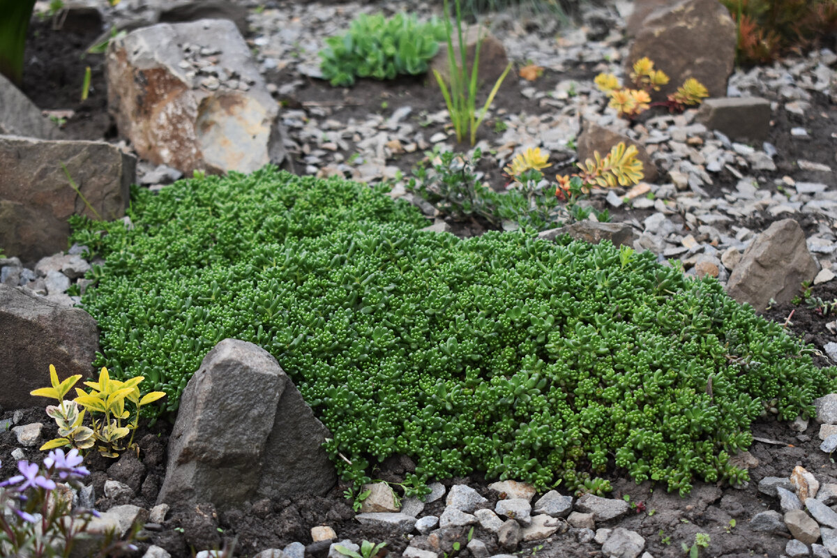Очитки в рокарии
