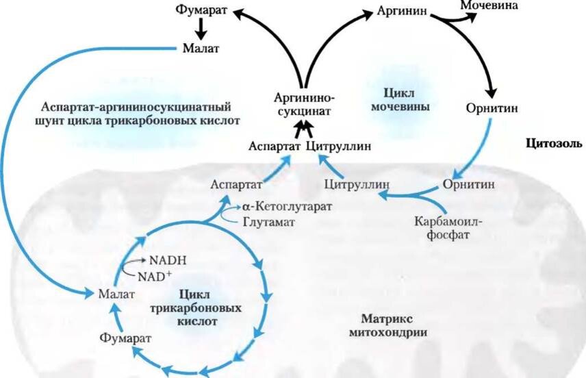 Образование мочевины в процессе обмена веществ. Орнитиновый цикл синтеза мочевины. Взаимосвязь цикла мочевинообразования с ЦТК. Связь орнитинового цикла и ЦТК. Цикл Кребса мочевины.