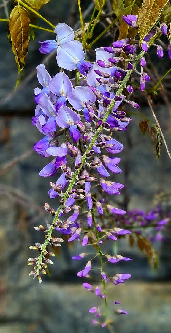 Фото из Форосского парка (Южный берег Крыма) от моей подруги