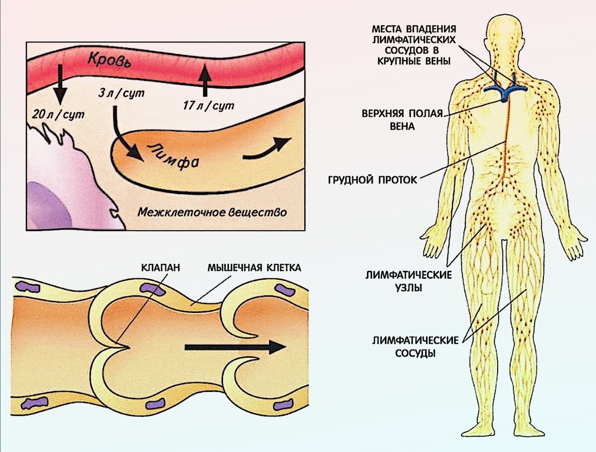 Для чего нужен лимфодренажный. Лимфатическая система человека схема. Лимфатическая система человека анатомия движение лимфы. Лимфатическая система схема движения лимфы. Строение лимфатической системы анатомия.