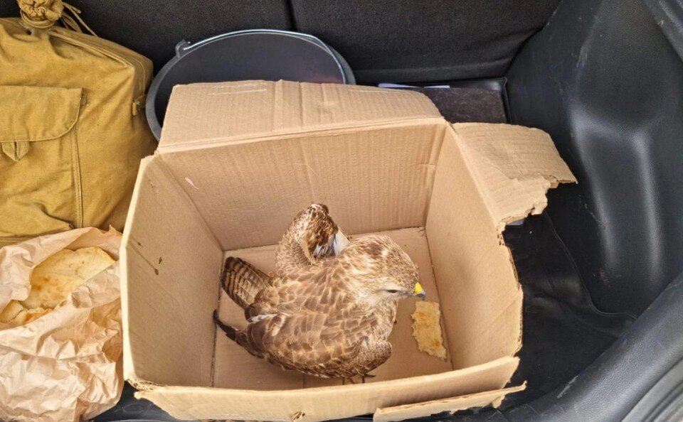    Раненый ястреб. Фото: ГУ МВД по Ставропольскому краю