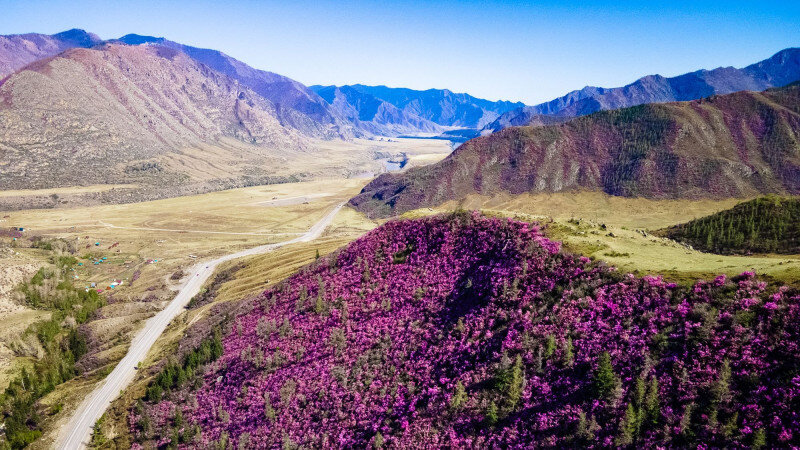     Цветение маральника. Фото предоставлено компанией "ГанеманТрэвел".