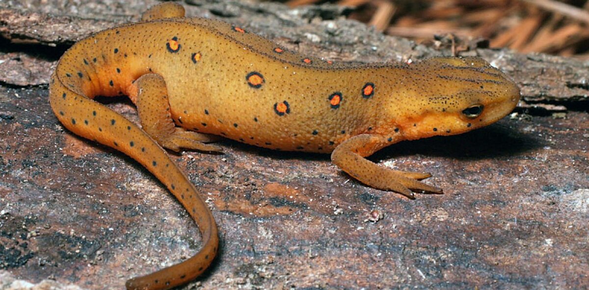Зеленоватый тритон (Notophthalmus viridescens) – хвостатое земноводное семейства настоящих саламандр. Северная Каролина, США 