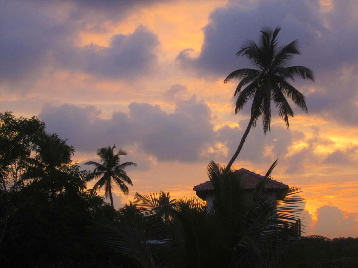 Пальмы шри ланки. Пальмы вечер. Шри Ланка пальмы. Восход Шри Ланка. Пальмы фон за окном.