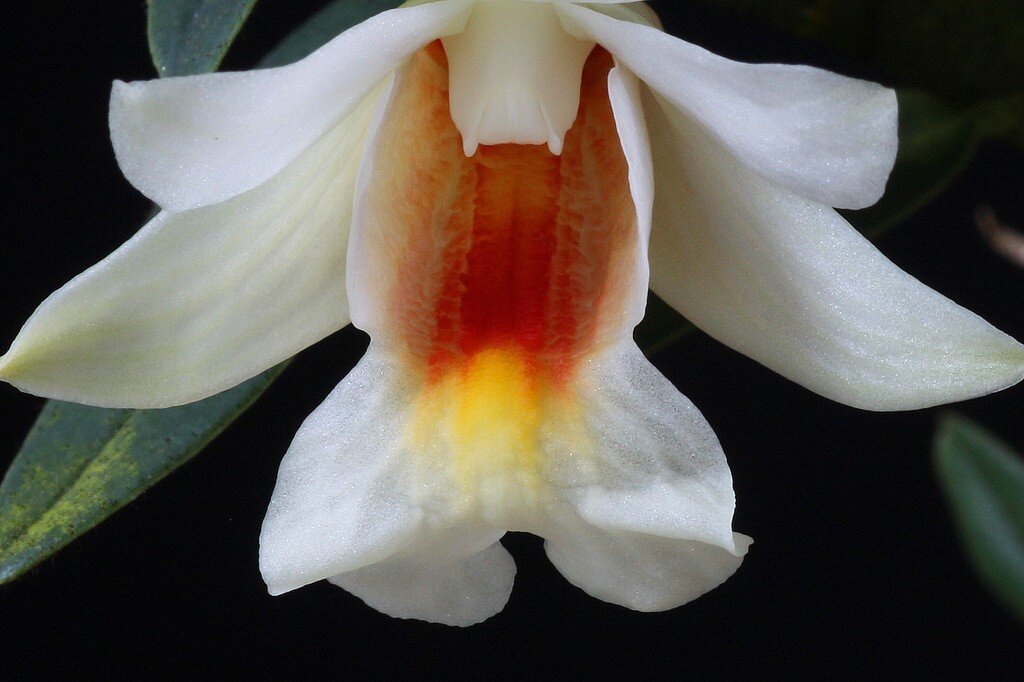 Дендробиум Кристи- Dendrobium christyanum