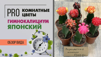 Гимнокалициум японский - необычный цветной кактус | Как правильно ухаживать