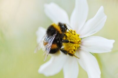    Шмель ©Kristine Tanne Unsplash.com