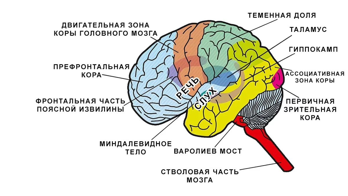 Мозг отвечает за движение. Корковые ядра анализаторов головного мозга. Кора головного мозга зоны коры головного мозга. Ядра анализаторов головного мозга схема. Основы функциональной организации двигательных систем мозга.