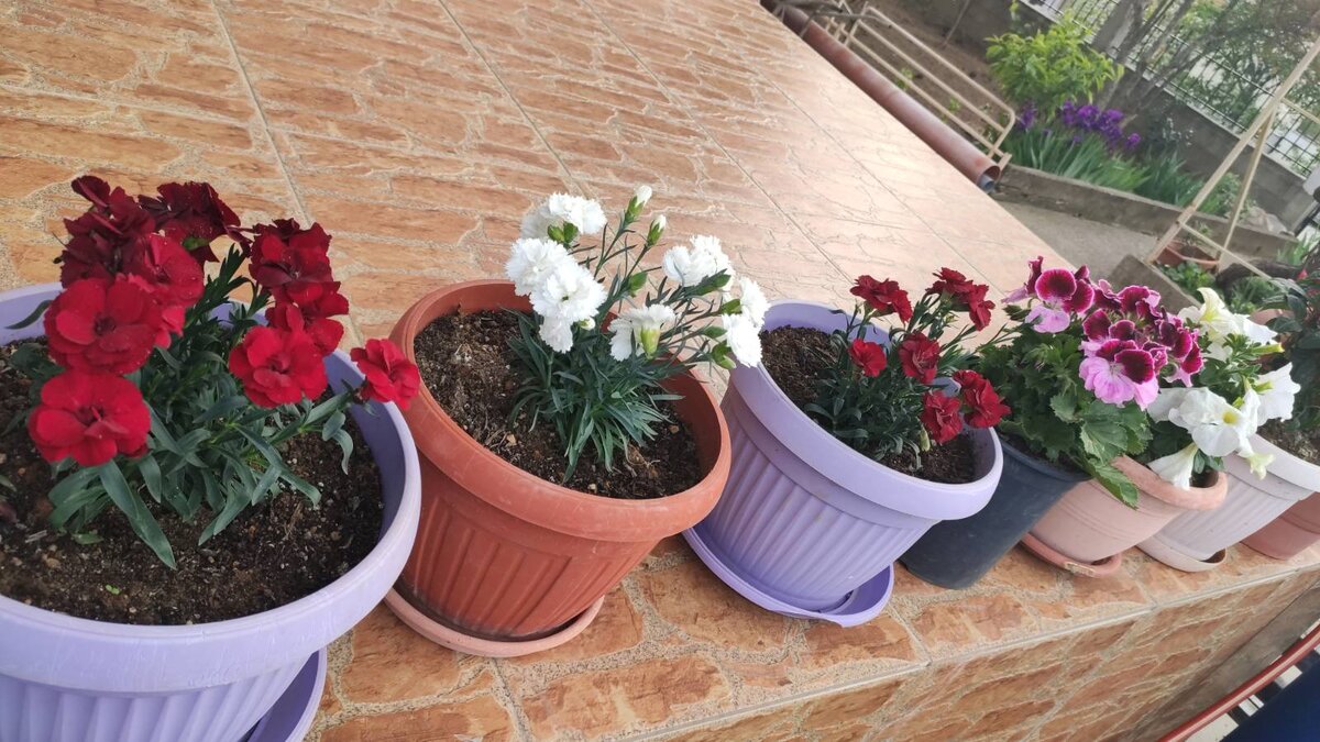 Так было у меня на веранде еще три дня назад... А вчера ударил град и все всмятку... Расстроилась!!!