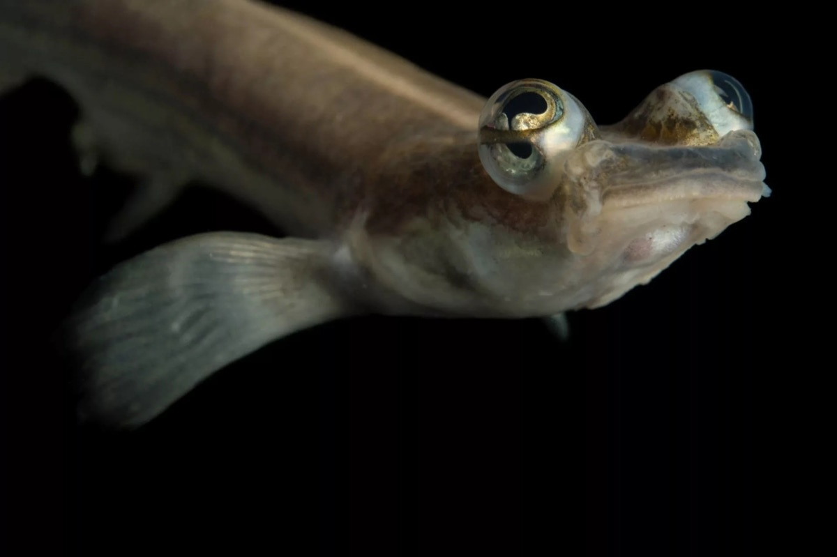 Дайте рыбке буквально пару миллионов лет, и будут полноценные 4 глаза! 