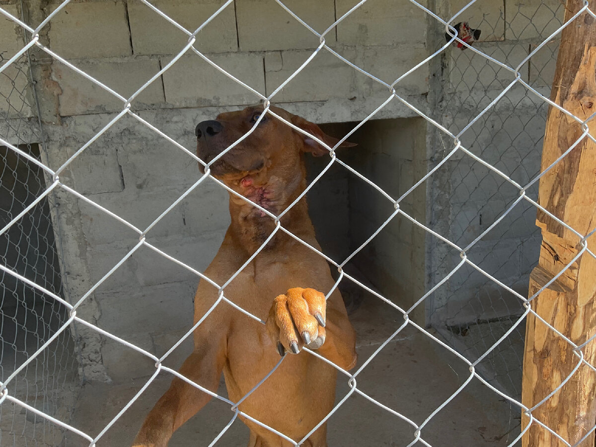 Шрам потому-то у него 