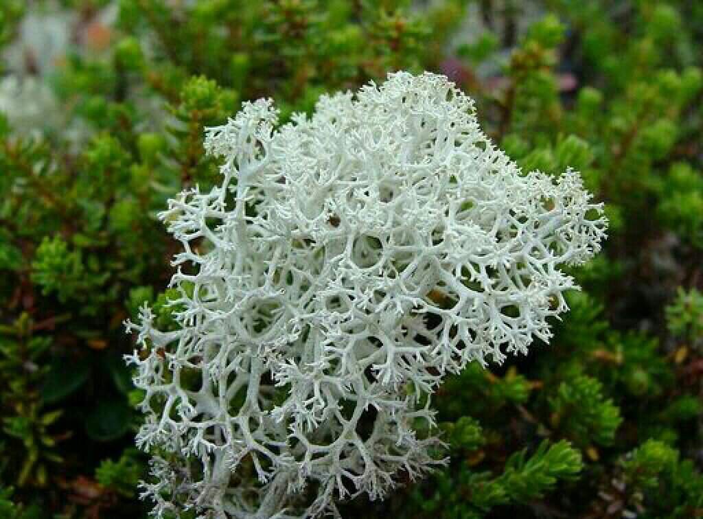 Ягель, напоминает лёгкие человека👀