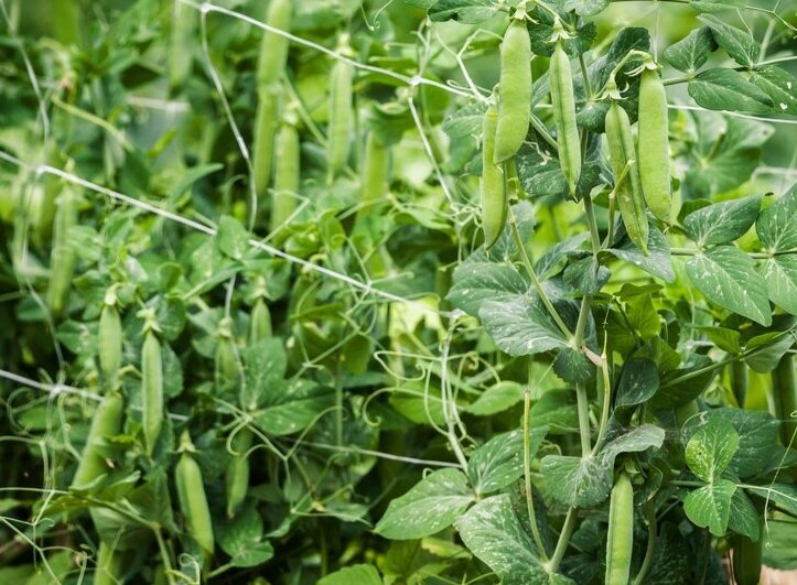 Мендель почему горох. Горох раскраска. Нарисовать горох. Стручок гороха. Горох легких.