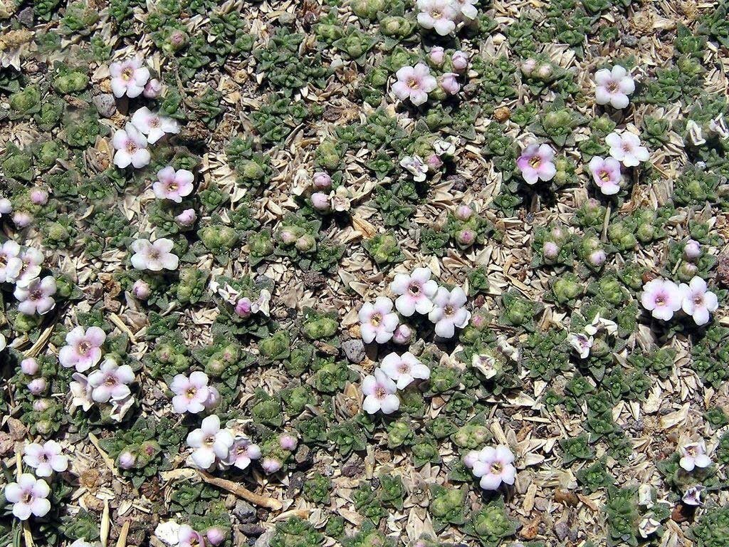 Цветение азореллы.  Источник: https://www.globalinfa.ru/