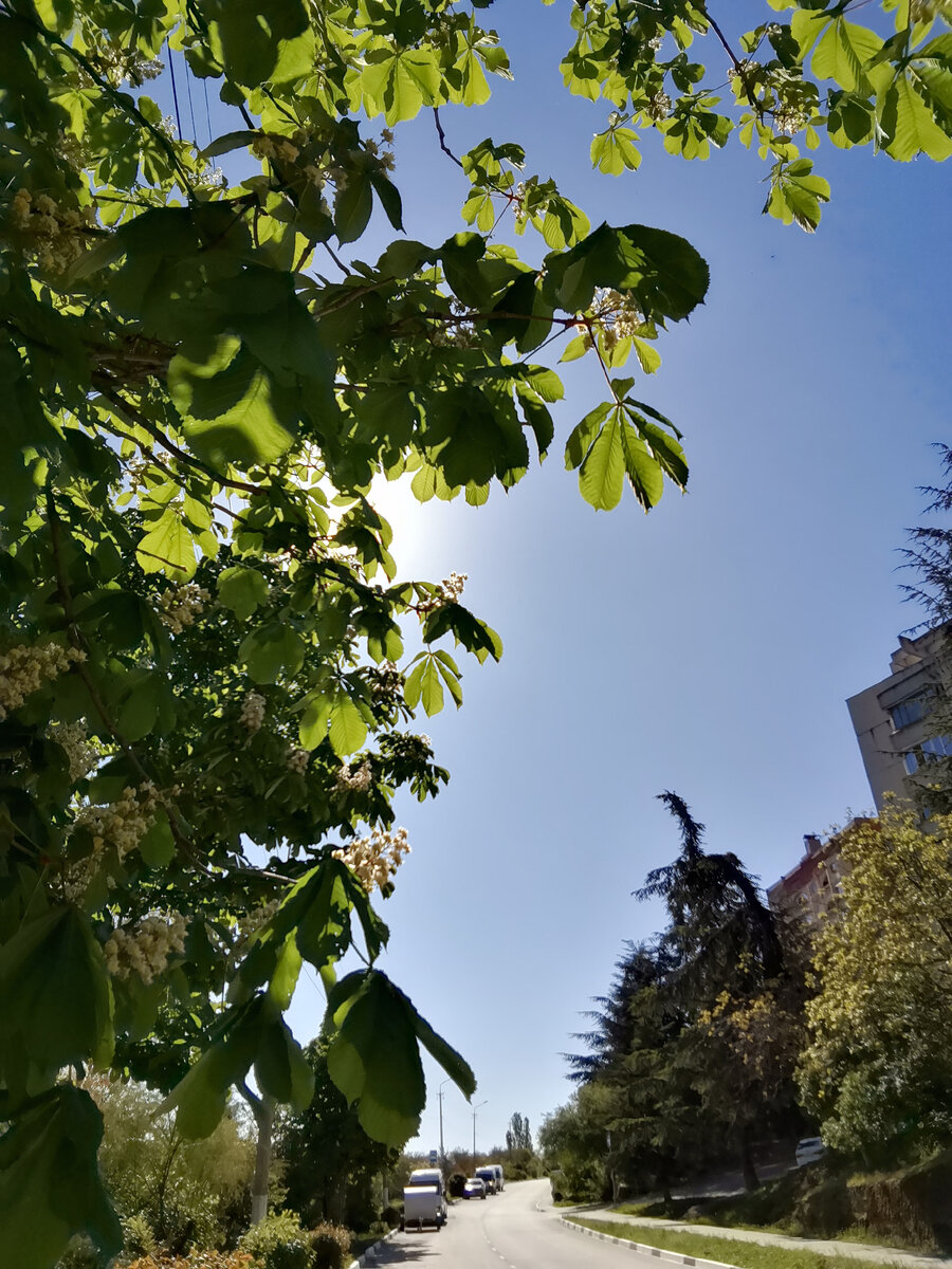 Красавец каштан.