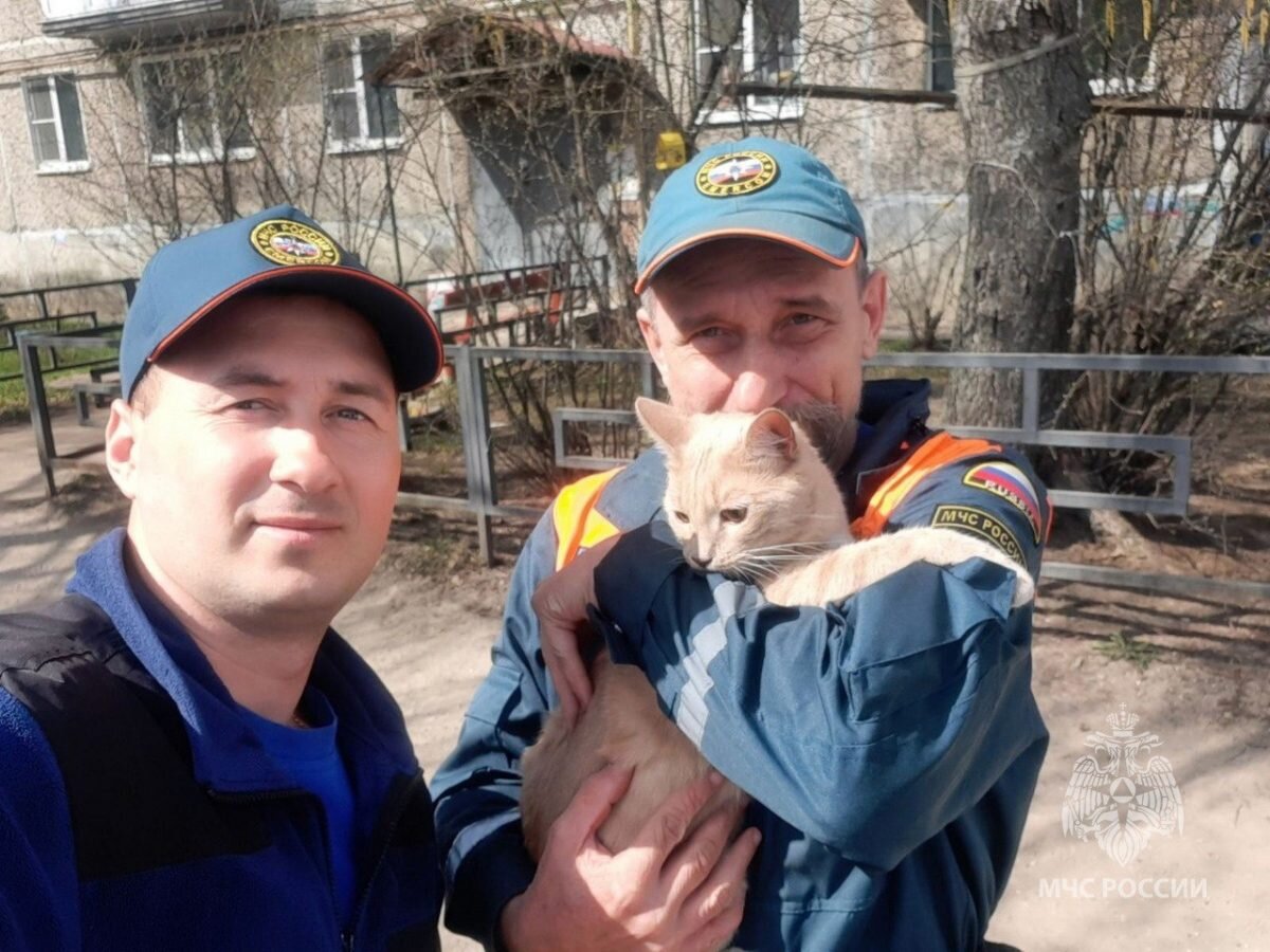    Домашний кот никогда не выходил на улицу, всегда Арина Полтанова