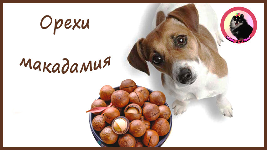 Можно ли собакам фундук