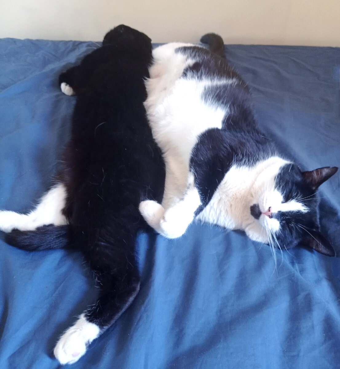 Вот, например, такие, как Сурен с Геральтом. Не женихи, но компаньоны точно) 