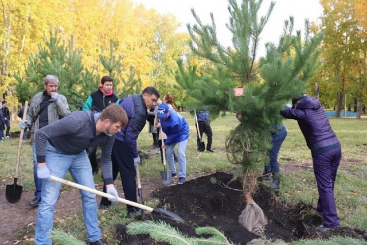    В рамках акции «Зеленая Башкирия» в республике высадят 18 тысяч деревьев