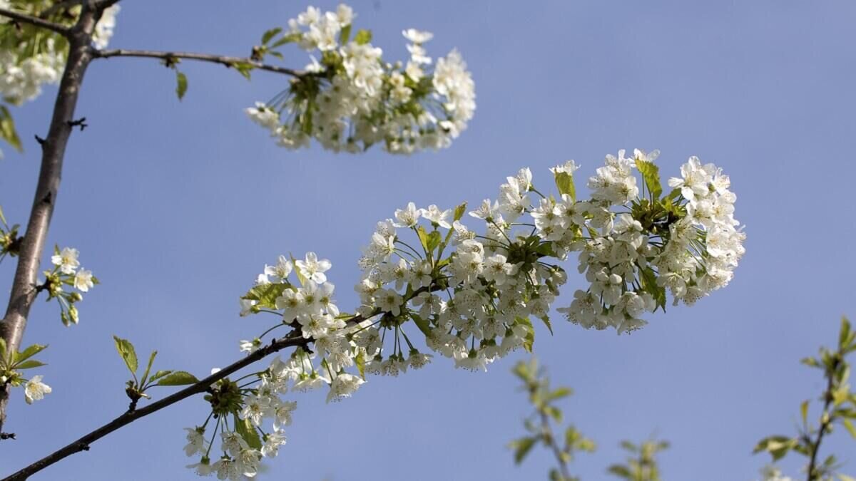    Вишня© Globallookpress Nikolay Gyngazov