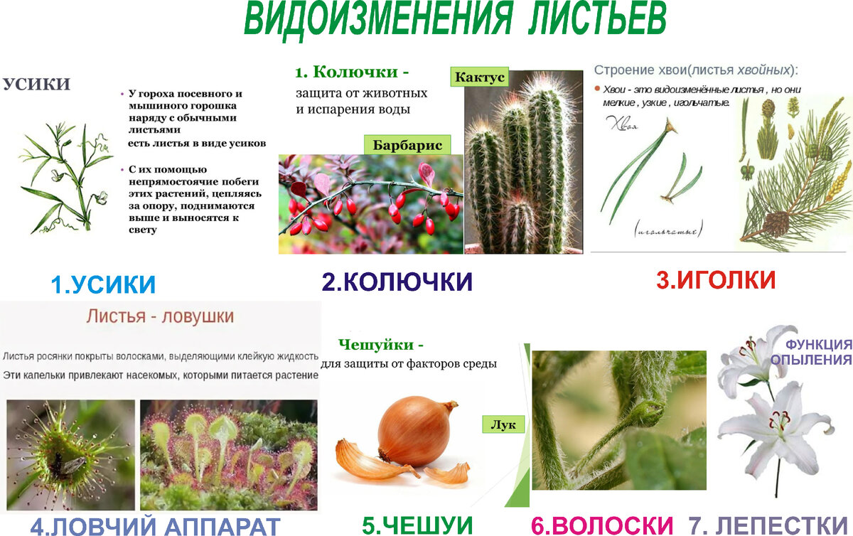 Видоизменения презентация 6 класс