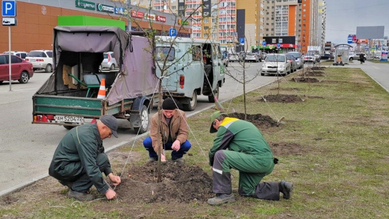     Озеленение Барнаула. barnaul.org