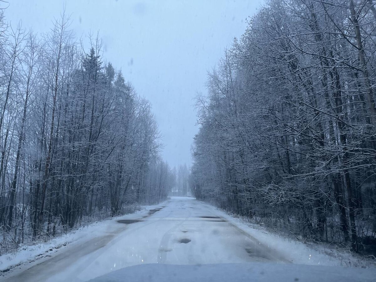    Цветы под снегом фотографируют жители посёлка КарелииПодписчик "Фактор News"