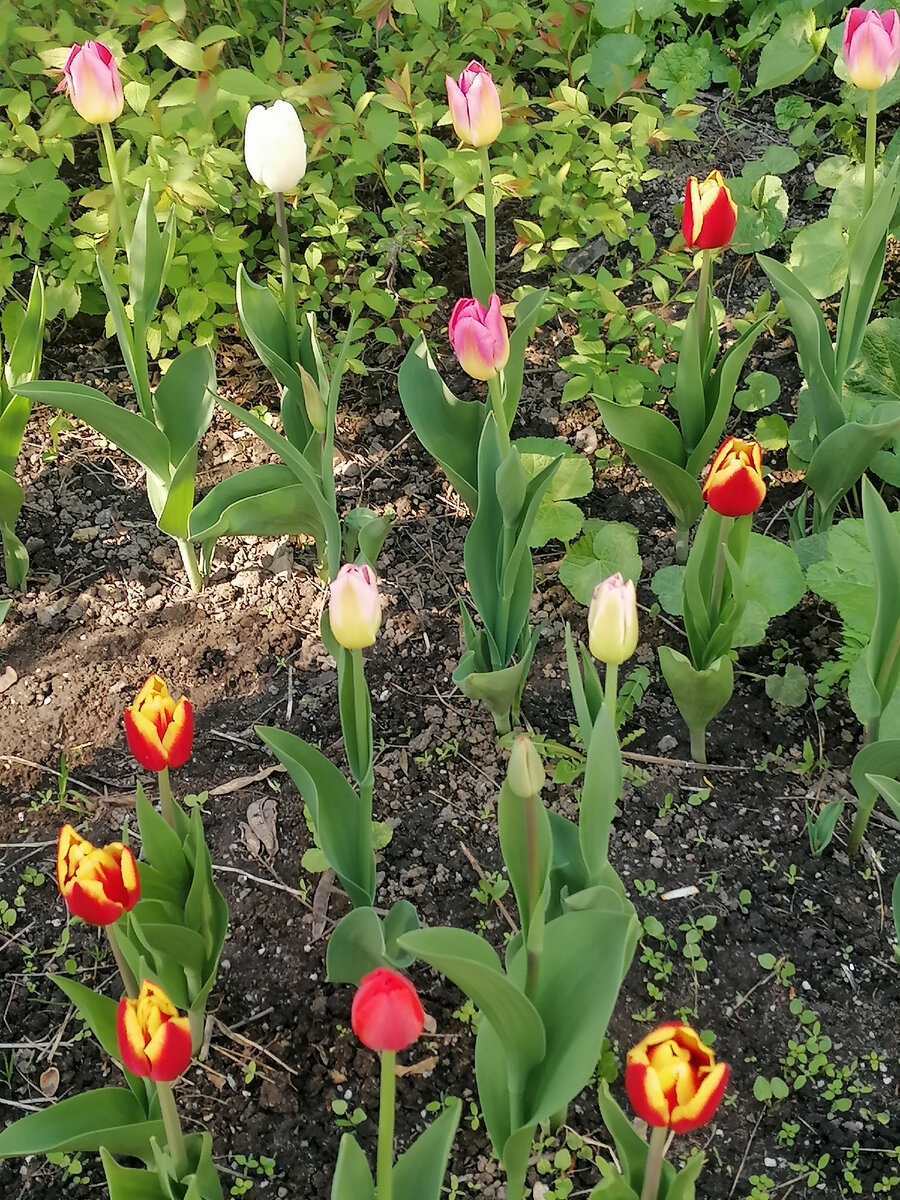 Всем привет! Вы снова на канале Скорая психологическая помощь. Добро пожаловать! Если вы здесь и читаете эту статью, значит, в вашей жизни намечается камбек бывшего деструктивного партнёра. Начинается все издалека... Привет! Я соскучился (лась)! Давай встретимся поговорим? Я понял, что потерял, я понял, как я был не прав, прости меня. Ты лучший человек на земле. О чем я только думал(а). Я хочу просто извиниться и все... И... понеслось! И вот вы уже снова вместе. Он или она готовы для вас звезды с неба достать, даже вон ту, самую далёкую и маленькую. Уж первую неделю камбек как минимум. А потом? Потом все вернётся на круги своя. Вы опять будете видеть все те звлночки, которые раньше предупреждали вас об опасности от этого человека. Имейте ввиду, заходы на 10й круг могут быть разными. У некоторых - это райскаяние, у некоторых: ой, а можно у тебя собачку оставить на пару дней? А то совсем её девать   некуда, она маленькая, ест мало, неудобств не доставит, кормом обеспечу... И вот вы уже сидите с его собакой, котом, хомяком, рыбкой - нужное подчеркнуть, и ждёте, когда он заберёт животинку назад. А он может не забирать месяцами. Ему без надобности. Главное, что вы на крючке, доступны, потому что в контакте с ним по поводу его питомца. Это все уловки и проверки, как долго вас можно дёргать за ниточки, насколько прочные эти ниточки, удастся ли от вас подписаться эмоциями, пусть и негативными. Повторюсь, самое главное - НЕ КОНТАКТ! Не отвечайте, чтобы не было возможности зацепиться за слова и вывести вас на диалог. Не общайтесь, не берите на себя обязательства, даже если это родственники нарцисса или психопата и им срочно нужна помощь. При расставании вы, автоматически, освобождается от обязательств и помощи этим людям и вообще, всему что связано с бывшим. У него, значит, нет совести, а есть обстоятельства, а у вас она должна проснуться по его просьбе или щелчку пальцев? Не стоит. Все равно ваши старания не оценят. Бывшие, по очереди ухаживающие за больной матерью нарцисса, пока он обрабатывает очередной ресурс или помогающие родителям нарцисса отвезти холодильник с диваном на дачу, а, заодно, поставить забор, пока она отдыхает на курорте с новой жертвой - это обычная практика для жертв людей с НРЛ. Остановитесь! Задумайтесь о своей вторичной выгоде. Вы поможете, чтобы что? Чтобы заметили, какой вы чудесный, чуткий, понимающий, заботливый человек? Не будет этого! Без лоха жизнь плоха - так вы будете восприниматься. Отвлекитесь, поезжайте загород, на экскурсии, по святым местам, отвлекайтесь. Помогите своим родным или друзьям на даче - получите море благодарности и эмоциональной отдачи. Попробуйте, вам понравится!