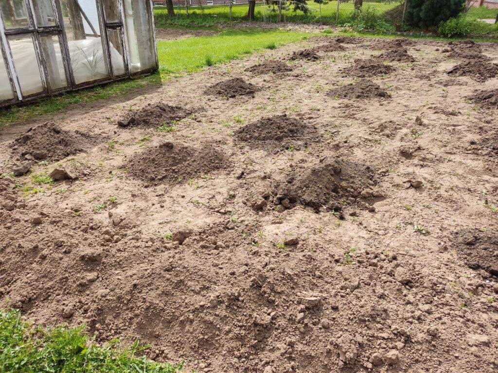 Внесение песка в почву. Перегной в лунку при посадке. Лунки под картошку. Перегной в лунку при посадке. Конский перегной.