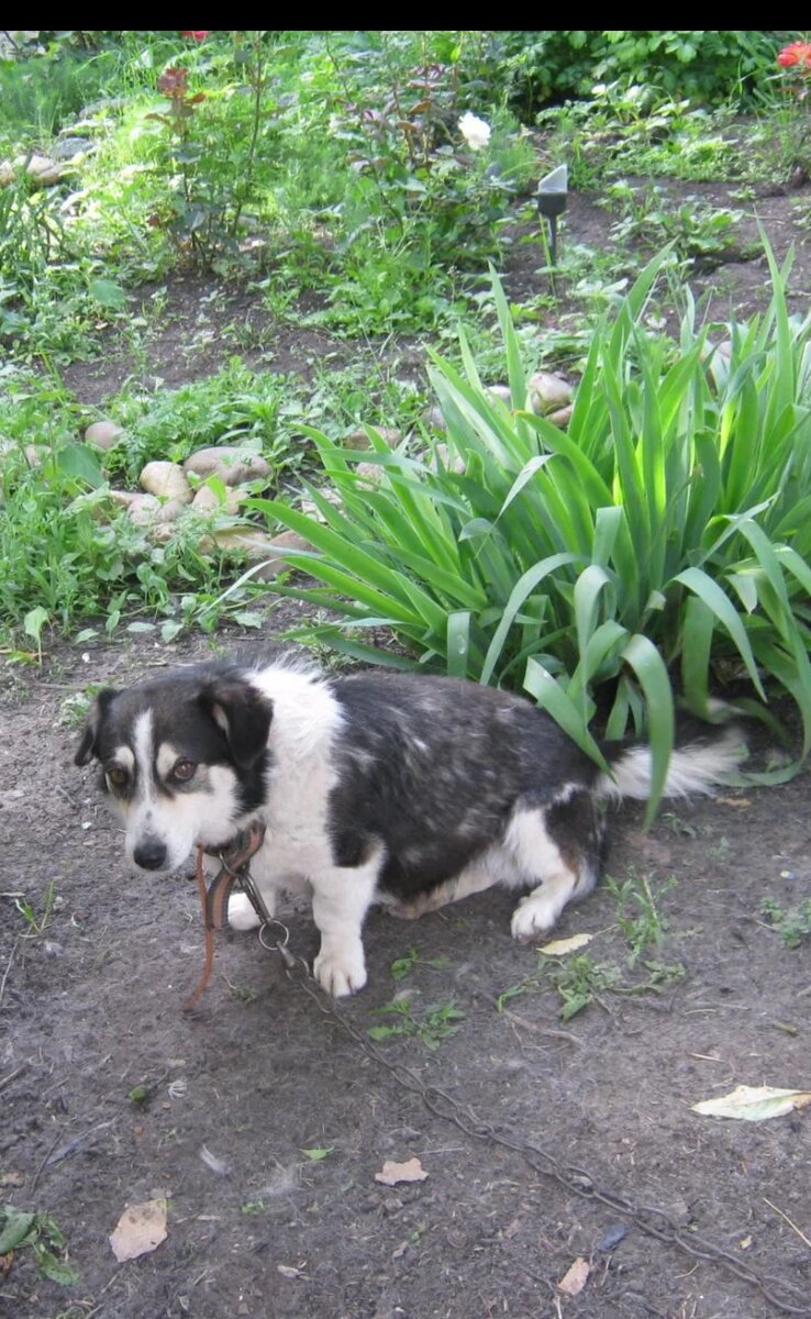Геркулес, а для друзей Гера.