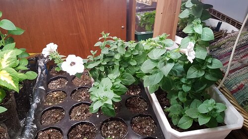 Тайдал Сильвер