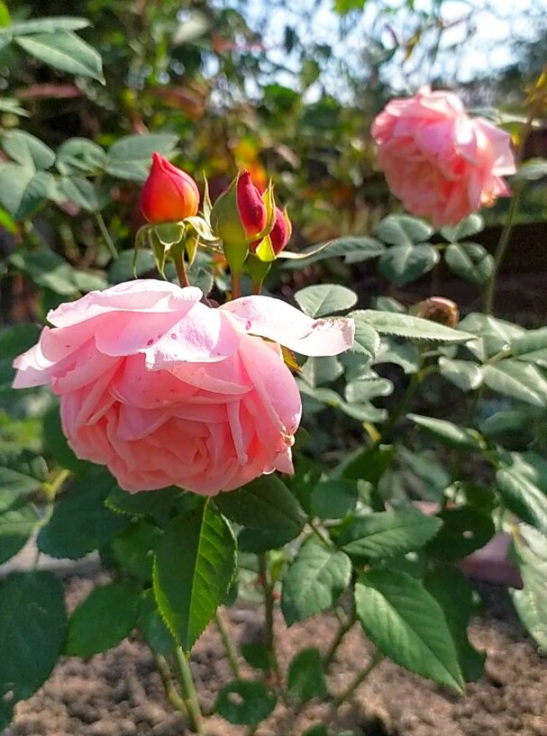 роза Поль Бокюз