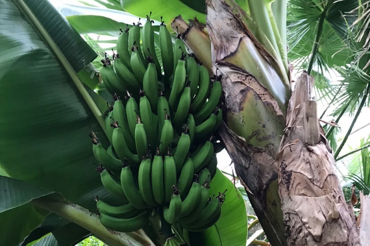    В ботаническом саду Ставрополя выросли бананы и расцвела сирень