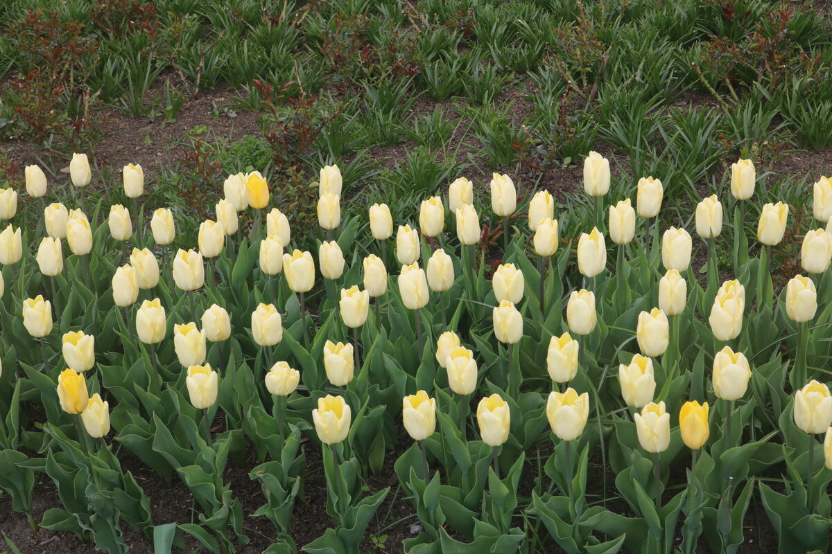 Прогулка по ВДНХ. Музей панорама Москвы. | Dkapella и Книги | Дзен