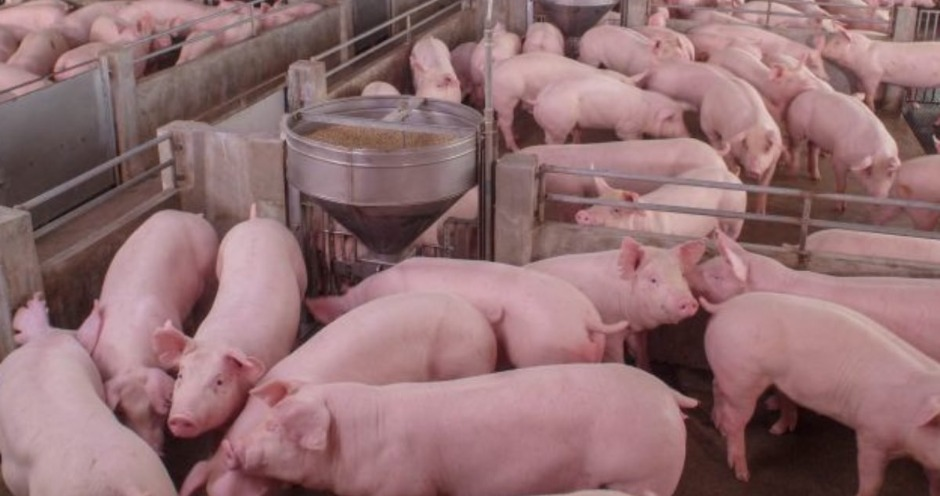 Не к такому ли жизненному циклу хотят приучить население всех стран?