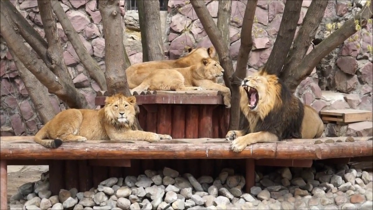 В Московском зоопарке, кстати, содержатся именно азиатские львы. 