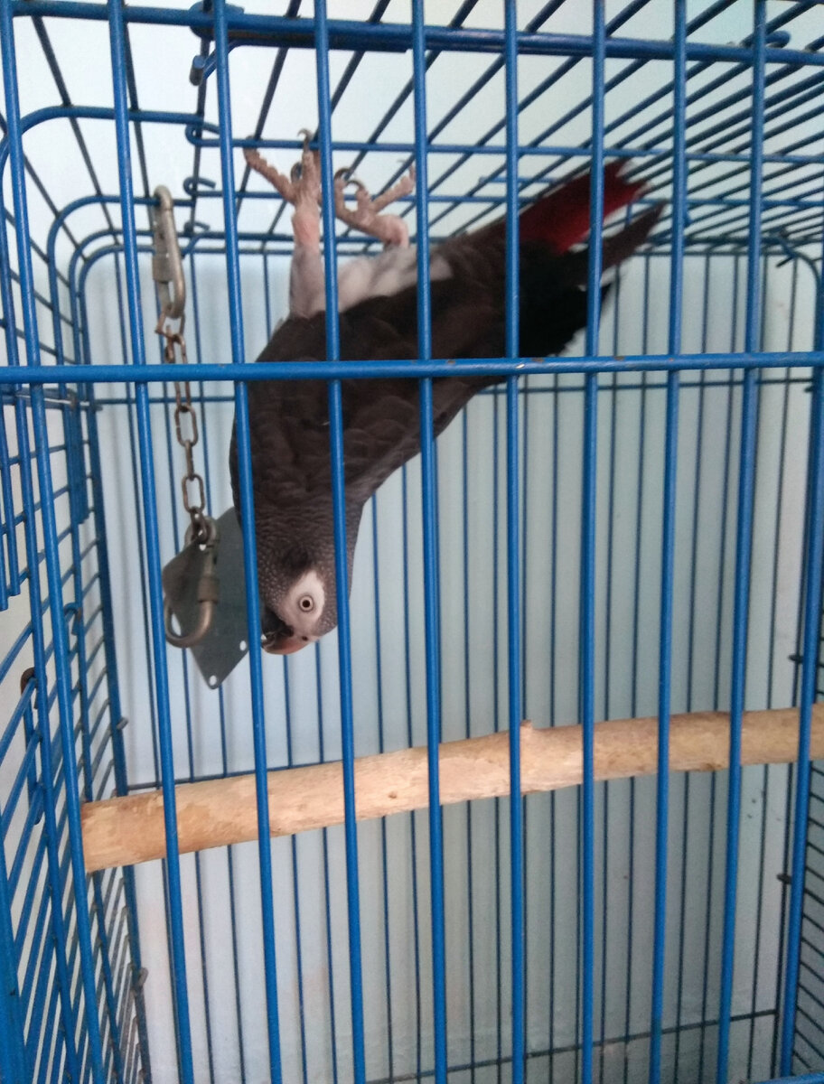 Попугай Гоша. Фото автора.