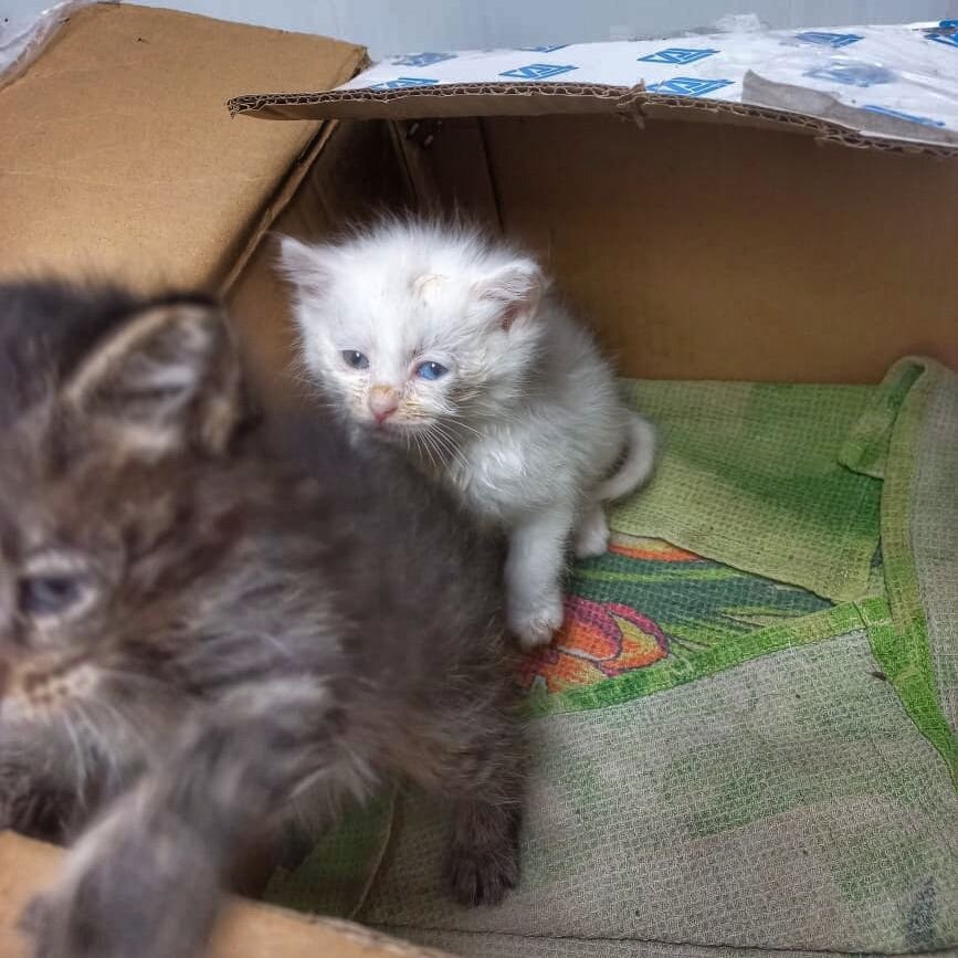 Детки совсем в плохом состоянии