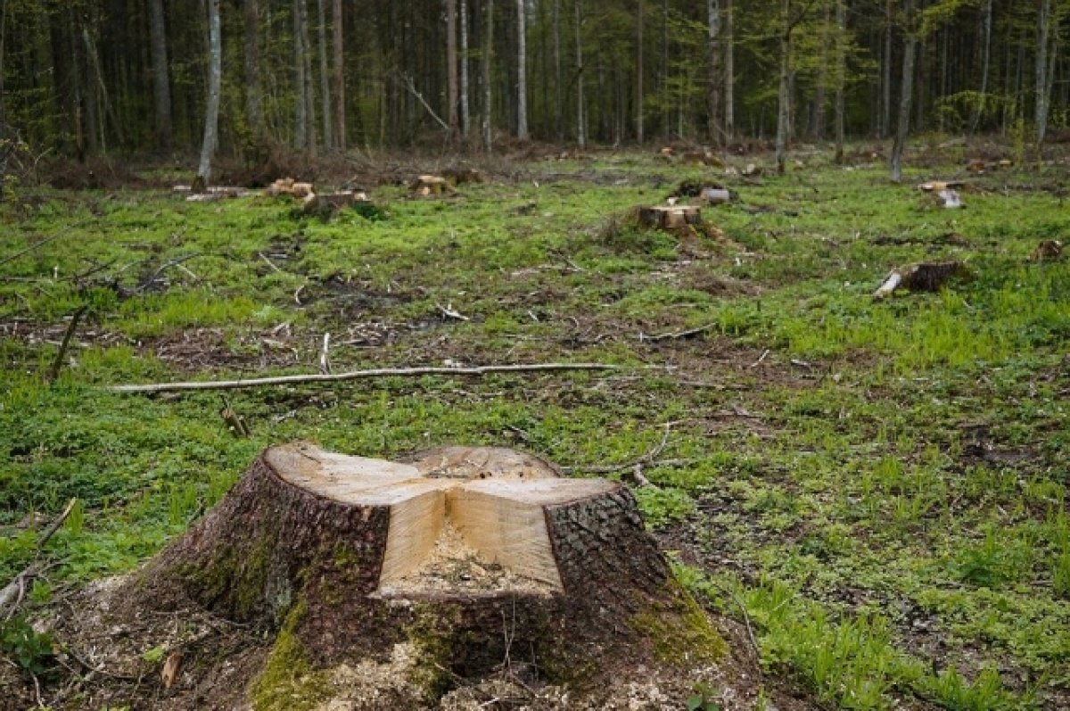    В Коми экс-глава села незаконно вырубил деревья на 900 тысяч рублей