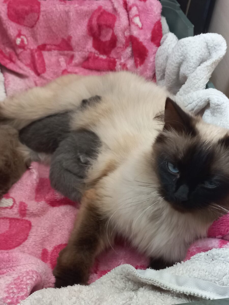 Алиса с котятами