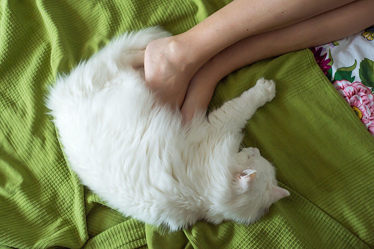 Почему не все коты и кошки ложатся спать в ногах у хозяина | Приключения  натуралиста | Дзен