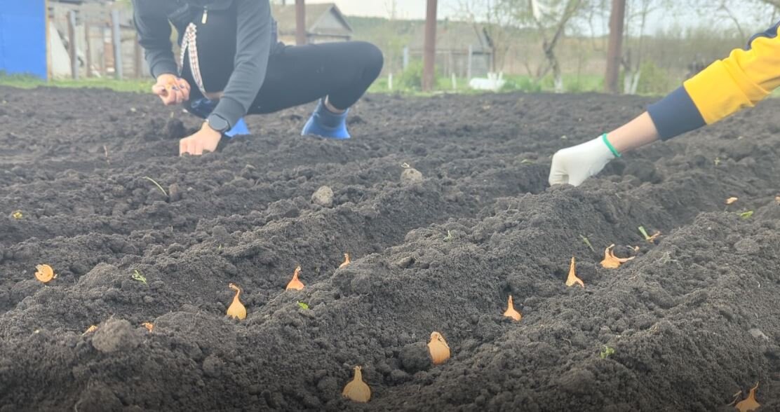 Первая подкормка для лука в мае-начале июня. Чем полить, чтобы получить большой урожай крепких луковиц? Берите на заметку.