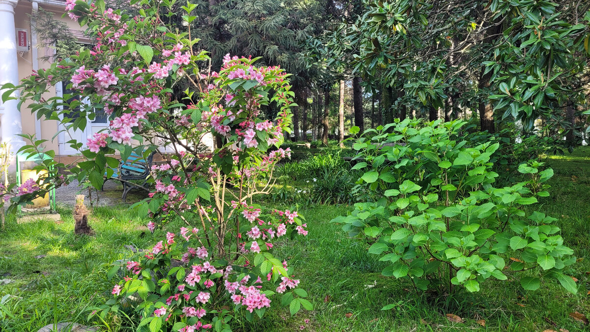 Цветущий куст у нас на территории