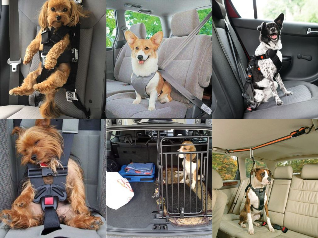 Варианты перевозки животного в автомобиле