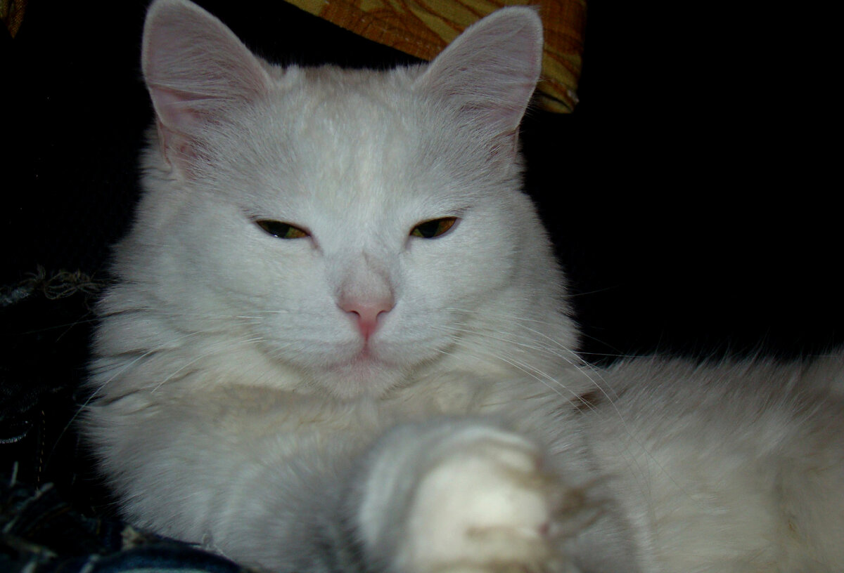 Push-эксперт, председатель бюро