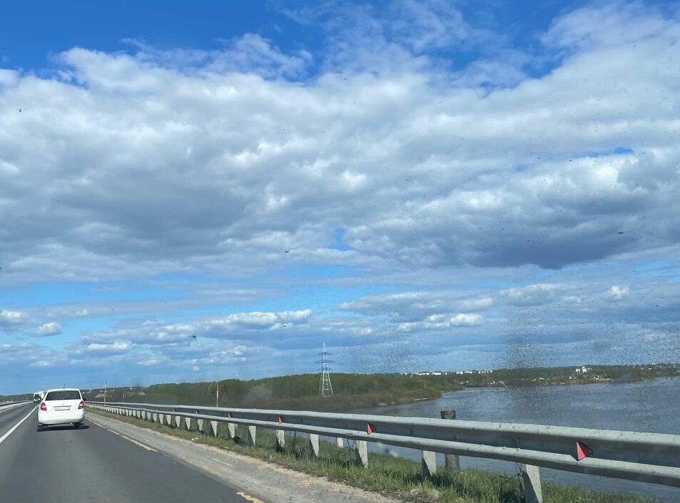    Это комары-звонцы или комары-дергуны Анастасия Красушкина