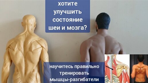 Шея деградирует, мозг стареет, когда слабеют и атрофируются ромбовидные мышцы. Упражнения по восстановлению